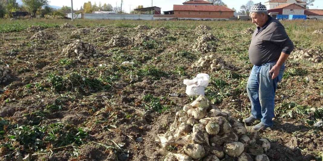 Kuraklık burayı etkilemedi, üretim yüzleri güldürdü! 1200 çiftçinin geçim kaynağı: Fabrikalar 2.100 TL’den alıyor 2